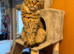 Maine Coon Registered TICA