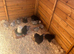 Pekin hens black and lavender