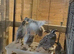 Snow flake bobwhites 3 young pairs