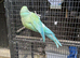 Female blue/green ringneck