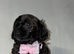 Lhasapoo Puppies