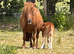 Mare and filly foal