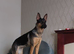 Beautiful German shepherd female