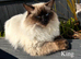 Ragdoll Kittens