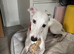 8 months old whippet boy for sale