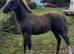 Quarter horse x appoloosa