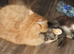 Fantastic XL female Main Coons