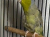Male parrotlet, lovely little bird with cage