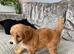Cockapoo puppy&rsquo;s
