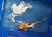 Koi - Various sizes Available