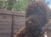 Cockapoo puppy