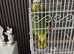 Orange wing Amazon parrot