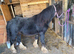 Gypsey cob 19 months old
