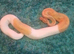 Banana Pied Het Clown
