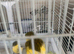 Pair canary