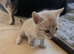 Stunning Snow Bengal kittens
