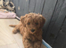 Toy Poodles ***Ready NOW 2 LEFT***