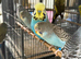 Exhibition budgie
