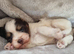 Miniature Daschund x Pomeranian (1 Male/1 Female Available)