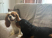 King Charles cavaliers spaniels bonded pair