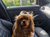Wilma 4 year old ruby king Charles Spaniel
