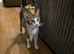 2 boy kittens 12 weeks old