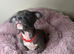 pocket bullys looking for forever homes.
