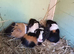 4 baby guinea pigs