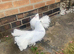 White Indian fantail pair