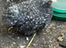 Beautiful cuckoo pekin pullets 7 weeks old