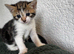 Kittens looking for their forever home