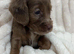 Cockapoo f2 puppies for sale