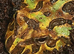 3 pac man frogs