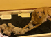 Kc reg fox red labs