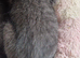 Last 2 Ragdoll/russian blue cross