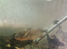 Four red belly piranha