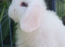 Baby lops available now