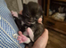 Gorgeous kittens
