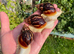 Albino Giant African Snails for sale!