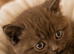 Chocolate & Cinnamon British Shorthair Kittens