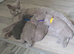 Beautiful bsh kittens