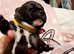 French Bulldog x puppies for sale