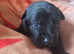 Black German Shepherd Puppies