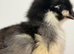 X10 1 week old chicks mixed colours