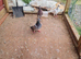Raceing pigeons