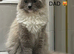 STUNNING FEMALE RAGDOLL KITTEN READY NOW