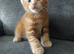 Beautiful Kittens Ready for Reservation (Loving Homes Only)