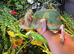 Male and female pied yemen chameleons