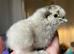 USA silkies