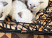 Pure ragdoll kittens
